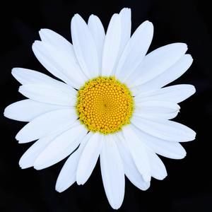 Meet your Posher, Cyndi